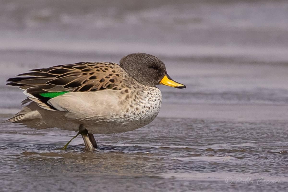 Yellow-billed Teal - ML620652706