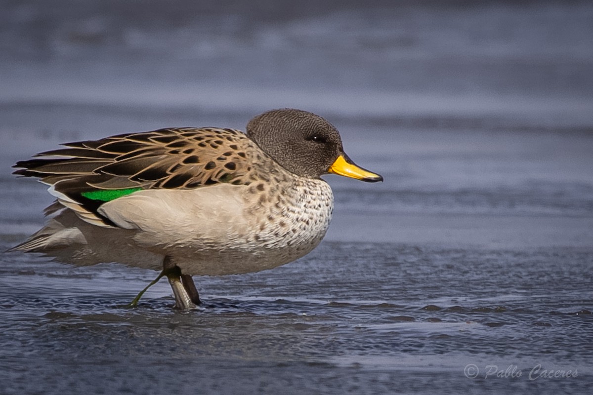 Yellow-billed Teal - ML620652707