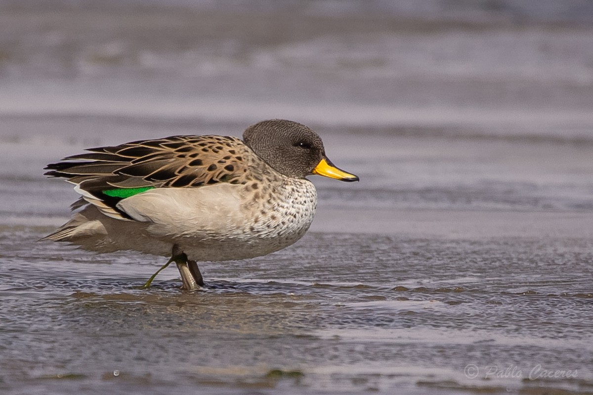 Yellow-billed Teal - ML620652708