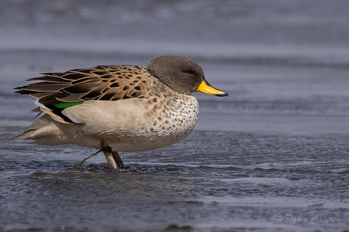 Yellow-billed Teal - ML620652709