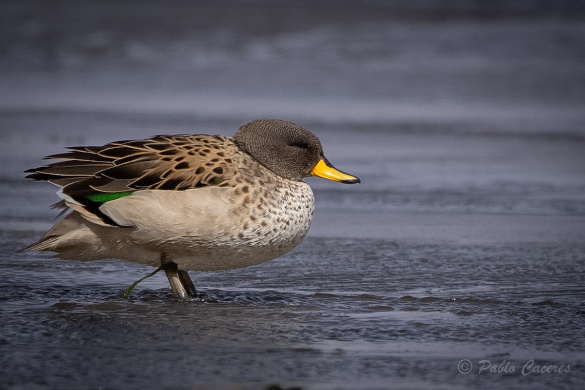 Yellow-billed Teal - ML620652710