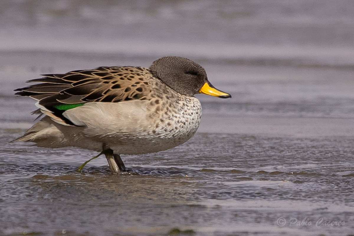 Yellow-billed Teal - ML620652711