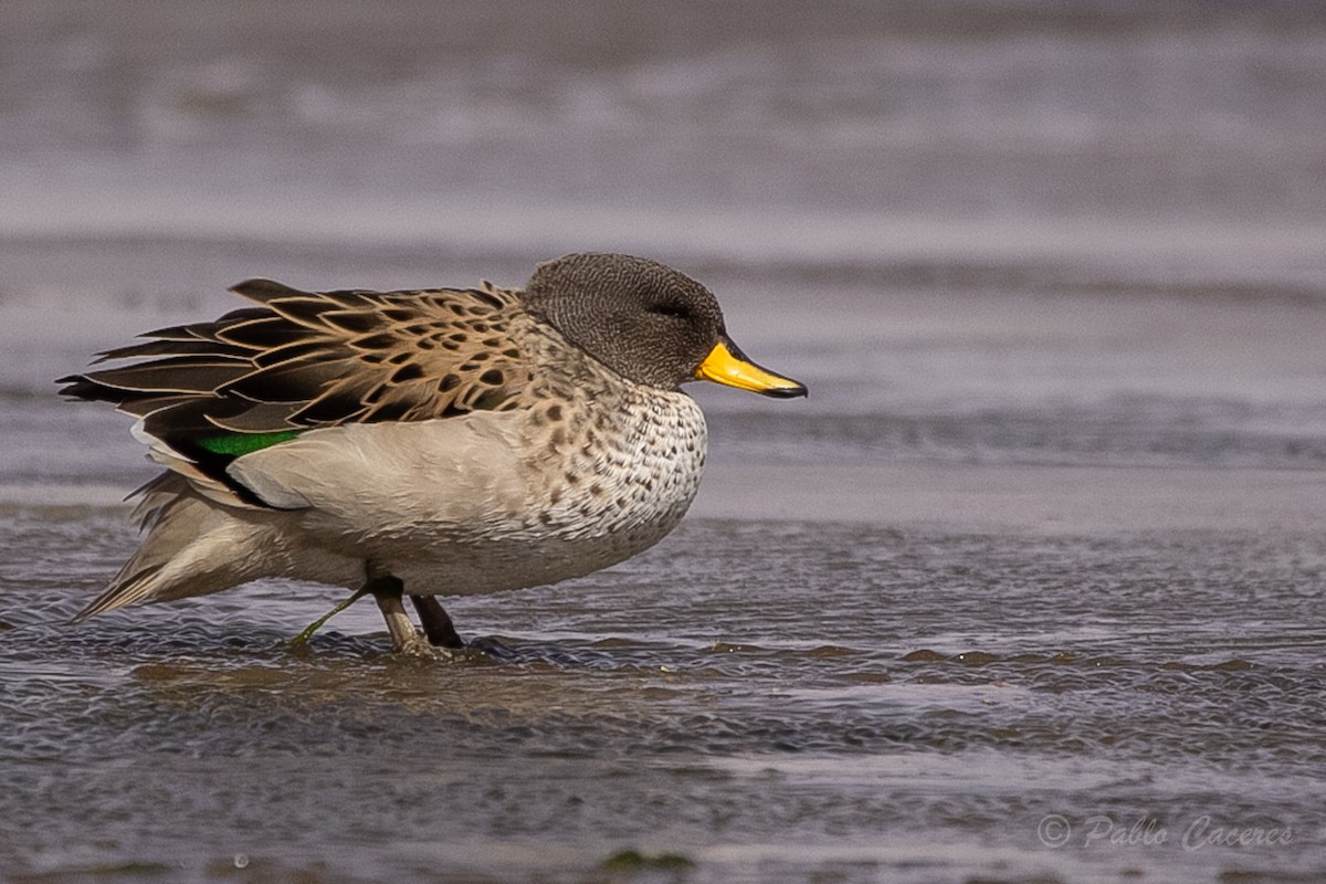 Yellow-billed Teal - ML620652712