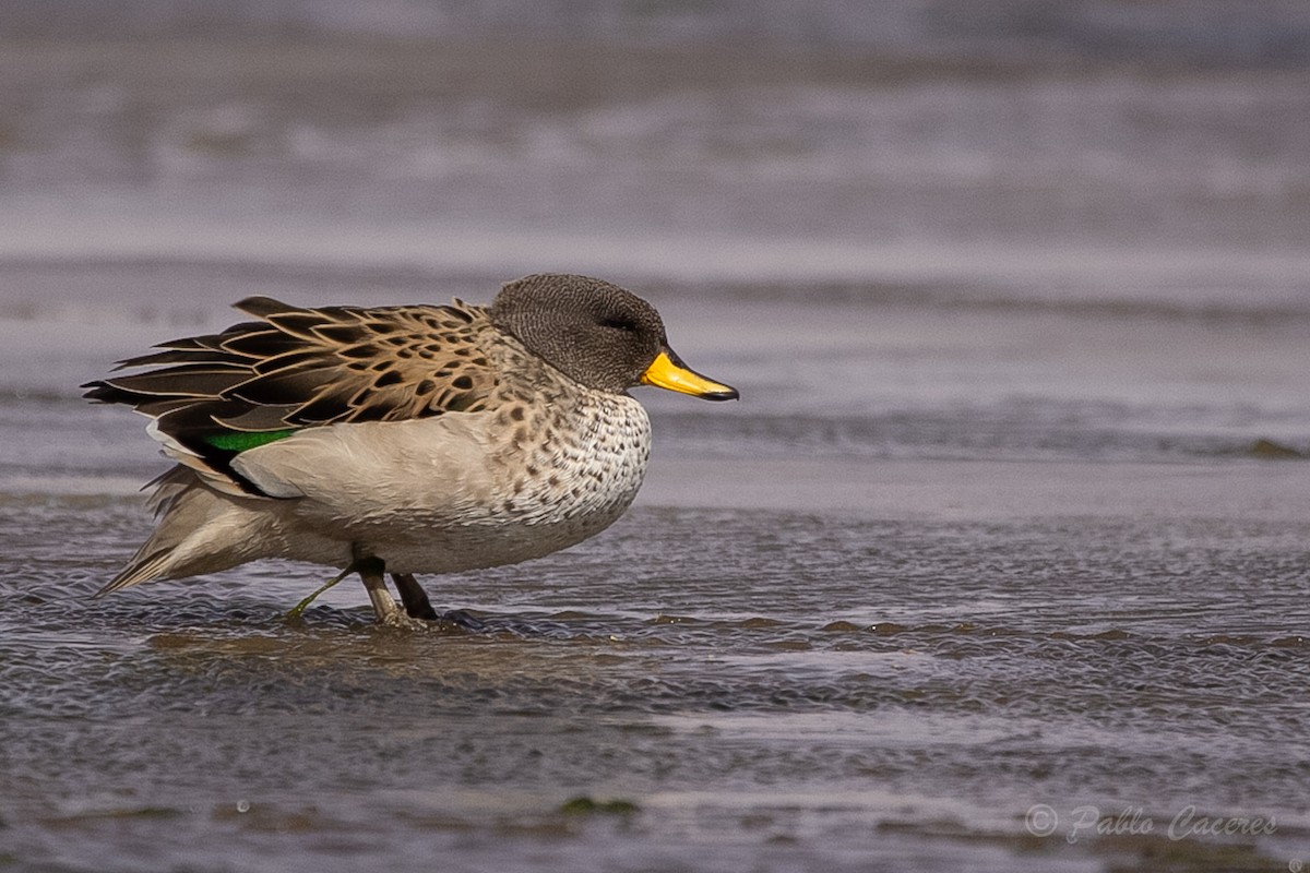 Yellow-billed Teal - ML620652714