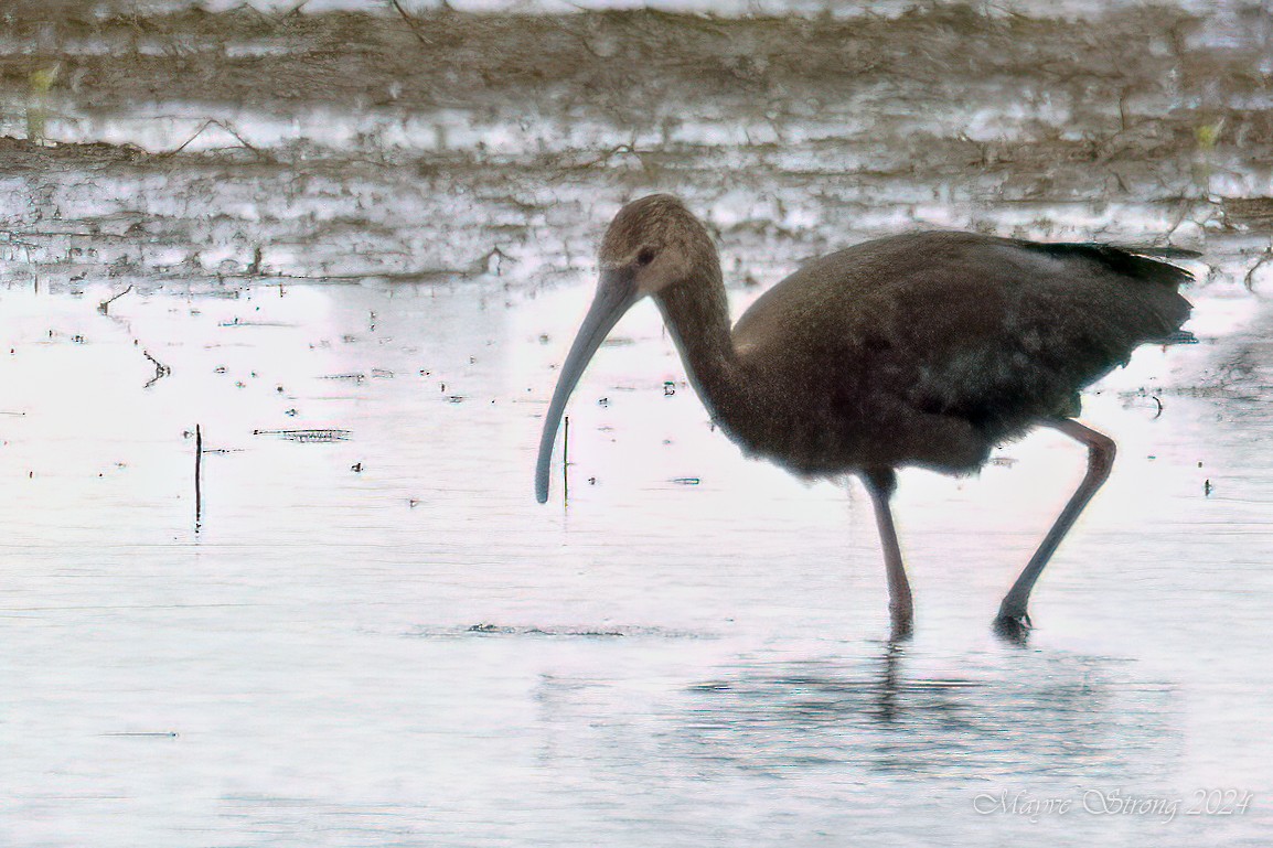 White-faced Ibis - ML620652715