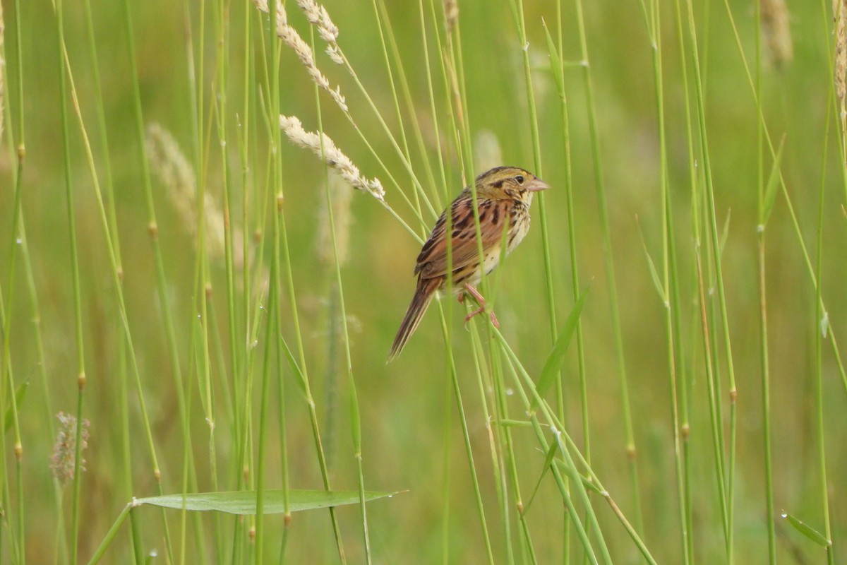 Henslow's Sparrow - ML620652727