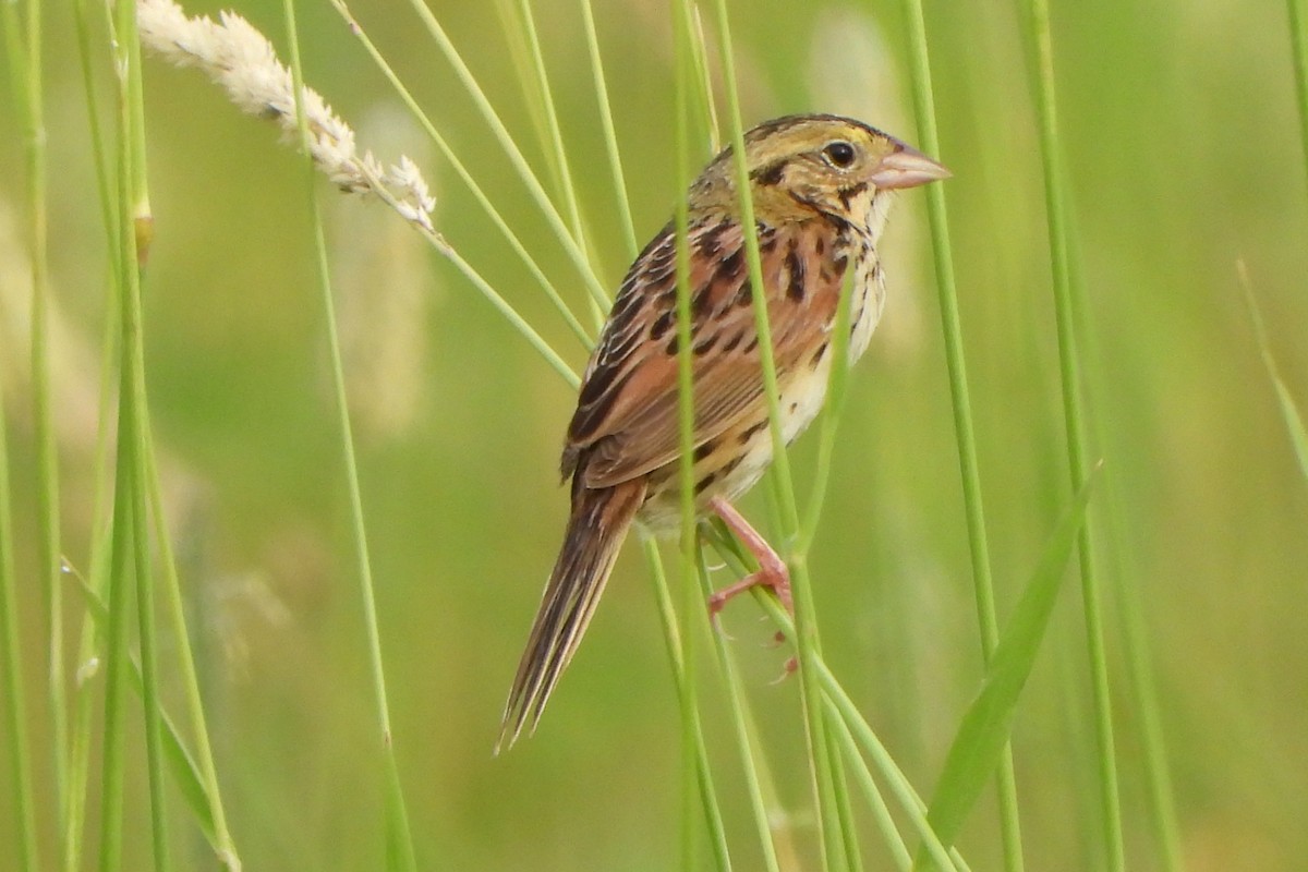 Henslow's Sparrow - ML620652731