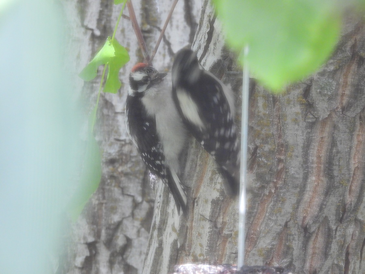 Downy Woodpecker - ML620652744