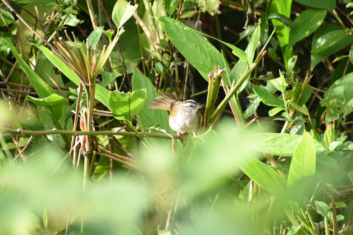 Black-striped Sparrow - ML620652745