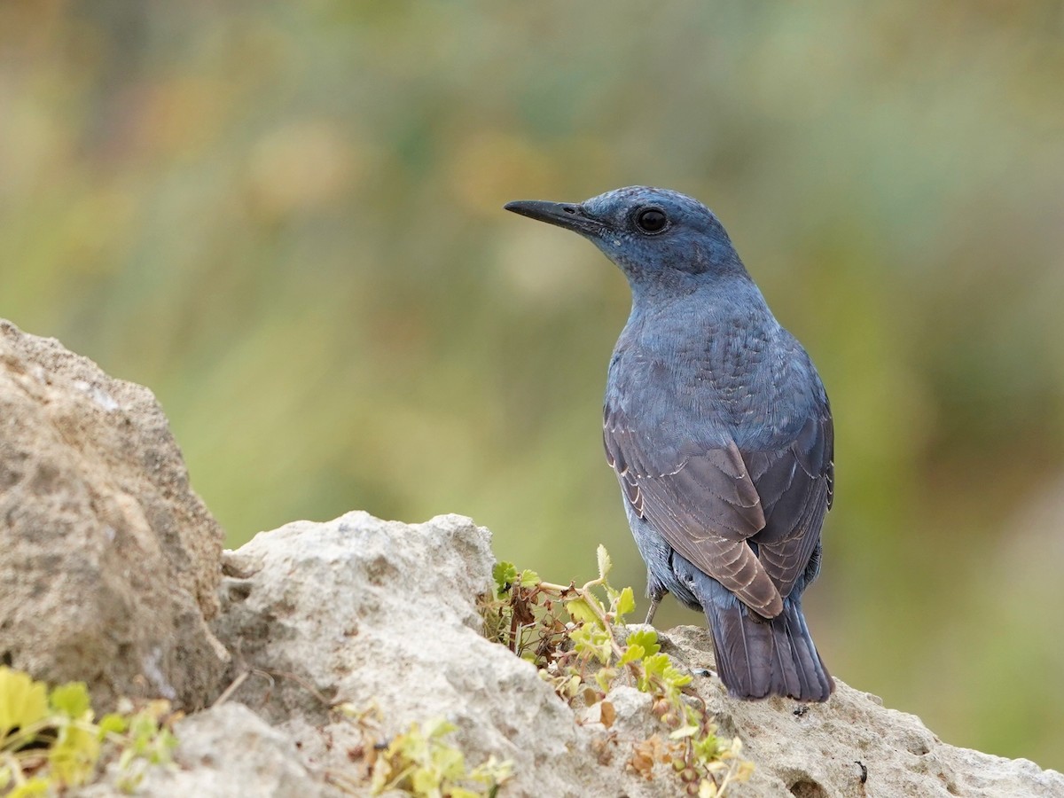 Blue Rock-Thrush - ML620652746