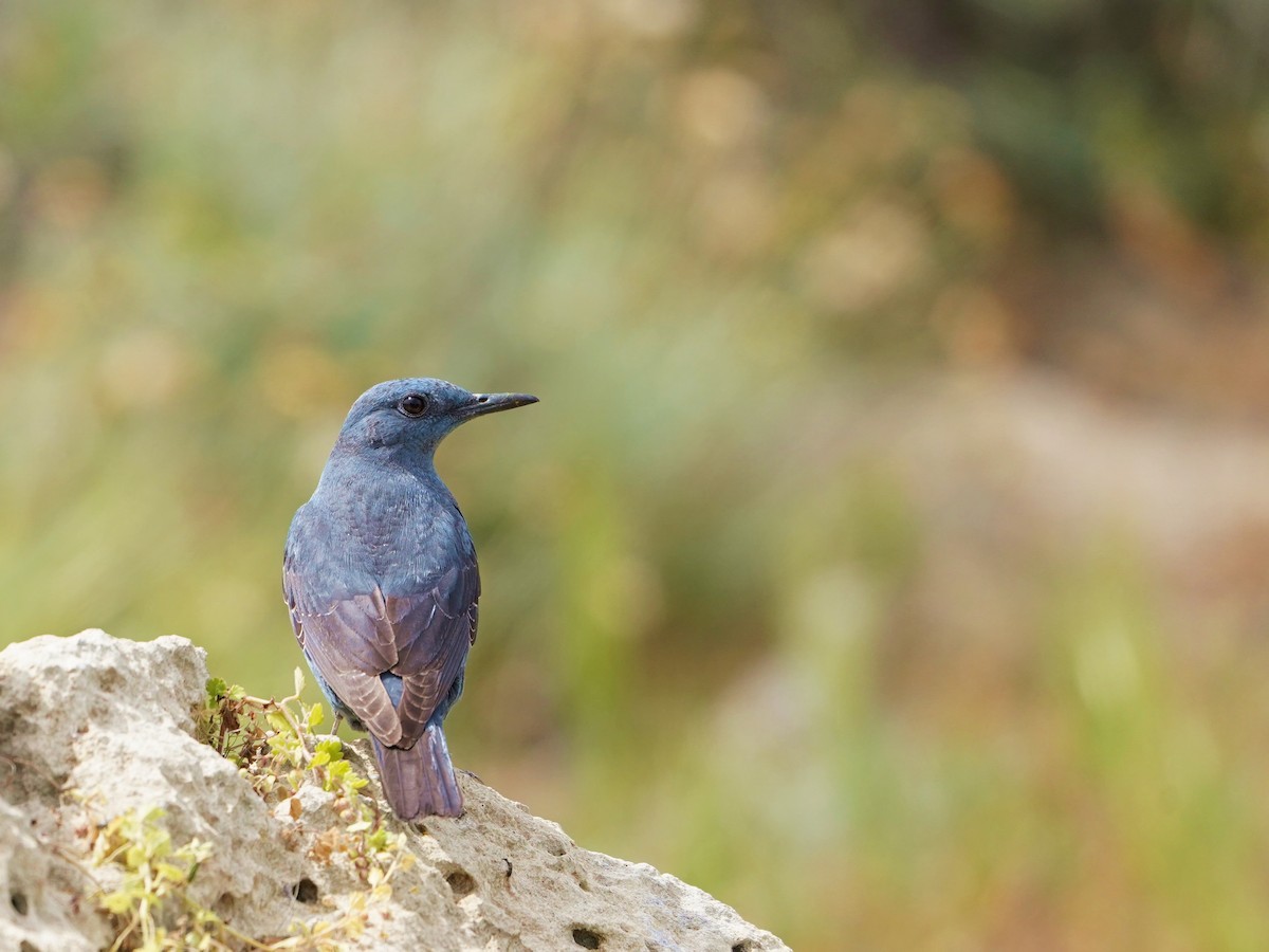 Blue Rock-Thrush - ML620652747