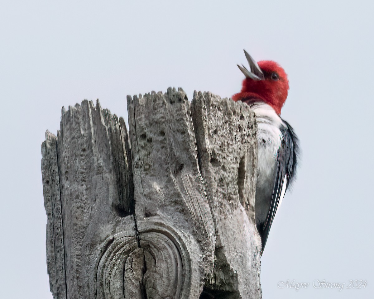 Red-headed Woodpecker - ML620652748