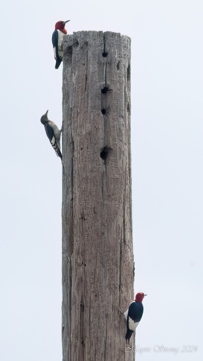 Red-headed Woodpecker - ML620652749