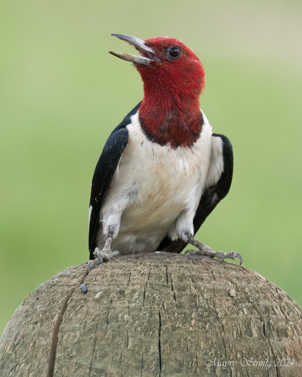 Red-headed Woodpecker - ML620652750