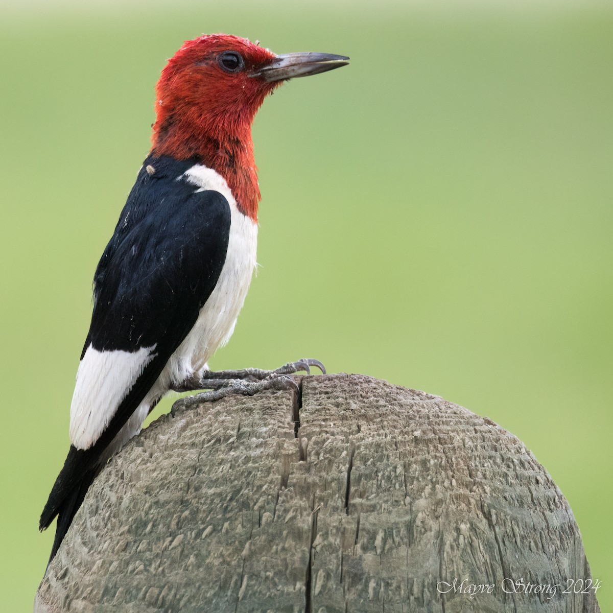 Red-headed Woodpecker - ML620652752