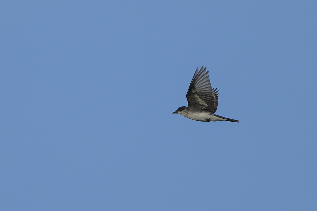 Eastern Kingbird - ML620652753