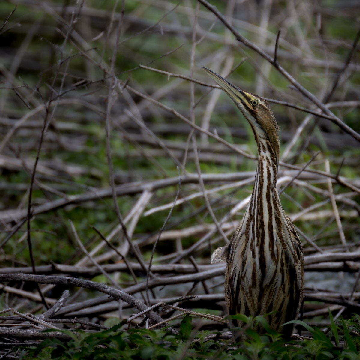 American Bittern - Daniel Griffith