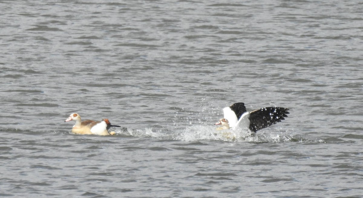 Egyptian Goose - ML620652763