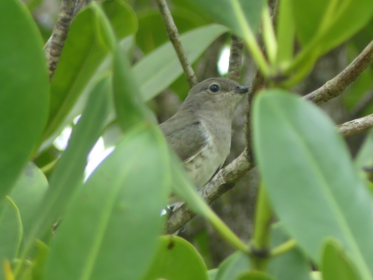 Little Bronze-Cuckoo - ML620652769