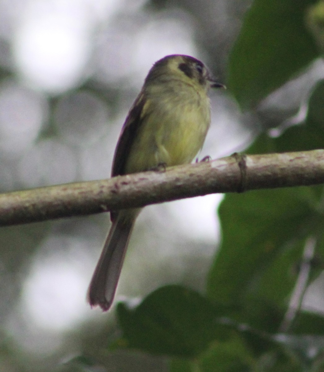 Sepia-capped Flycatcher - ML620652775