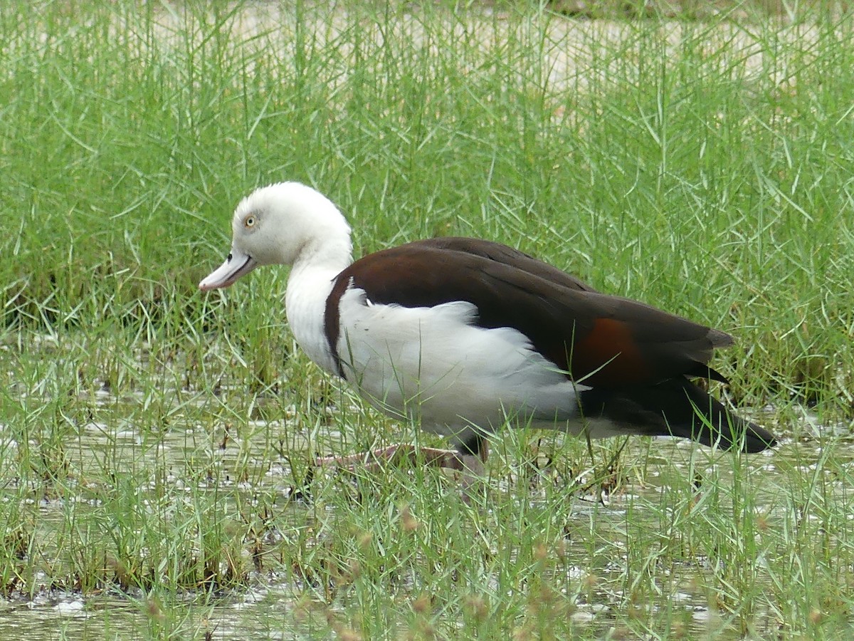 Radjah Shelduck - Eamon Corbett