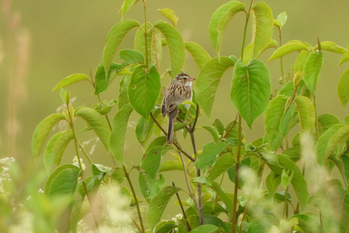 Clay-colored Sparrow - ML620652782