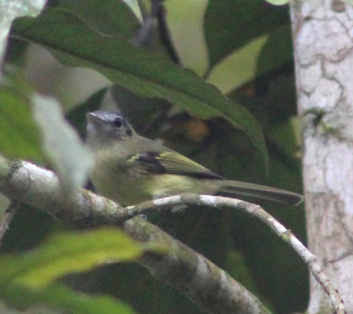 Yellow-olive Flatbill - ML620652790