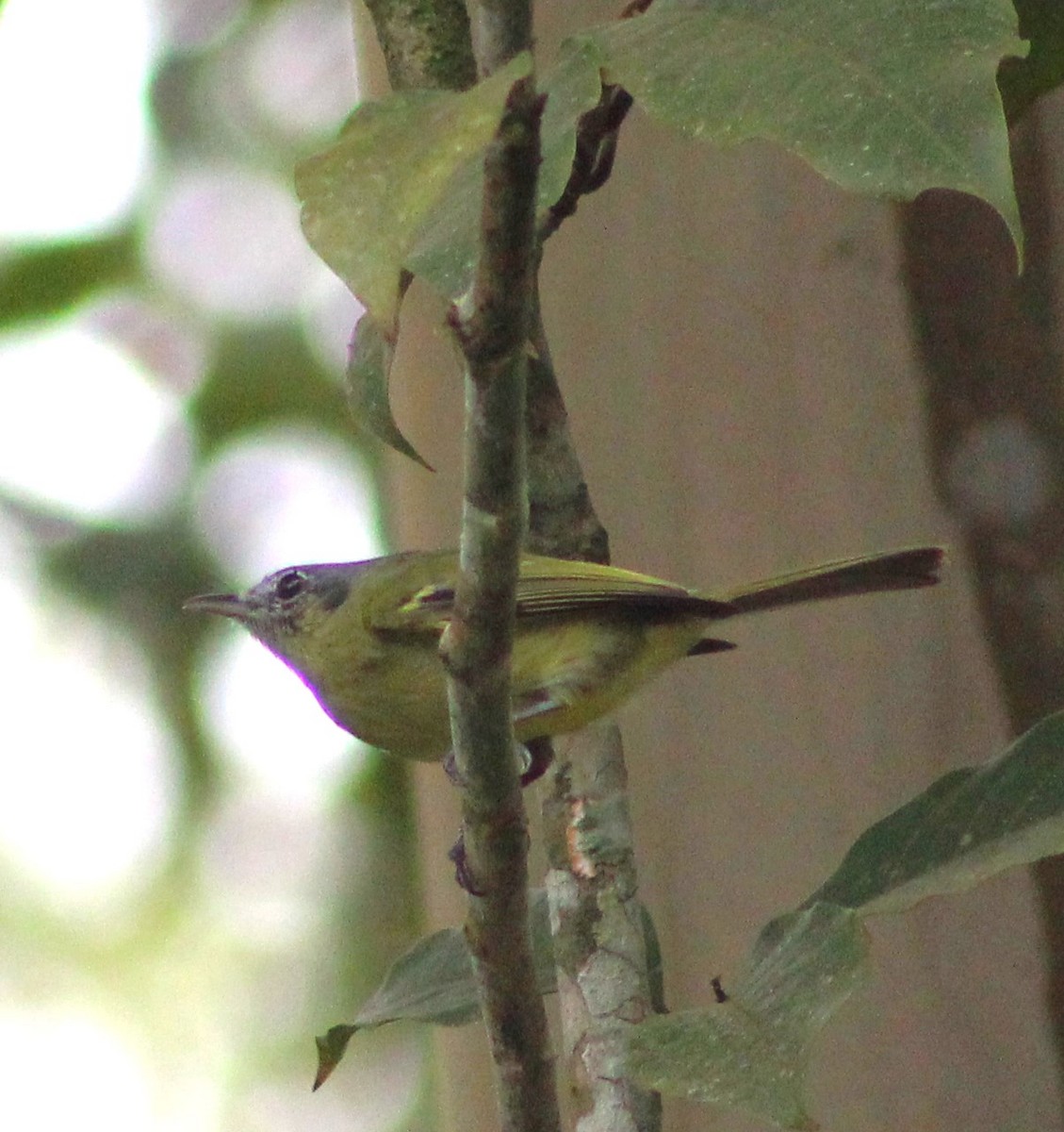 Yellow-olive Flatbill - ML620652791