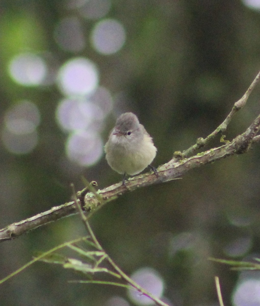 Southern Beardless-Tyrannulet - ML620652797