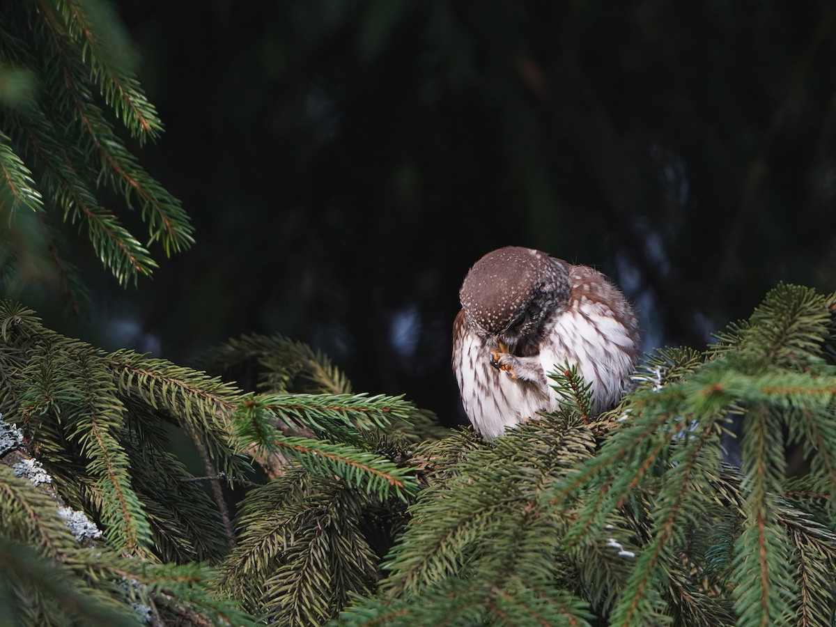 Eurasian Pygmy-Owl - ML620652799