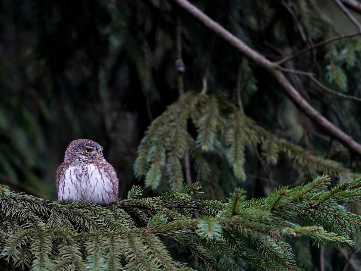 Eurasian Pygmy-Owl - ML620652801
