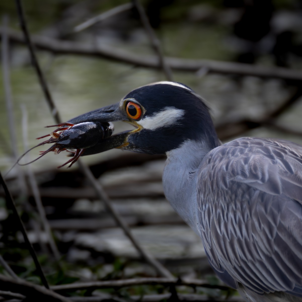 Yellow-crowned Night Heron - ML620652803