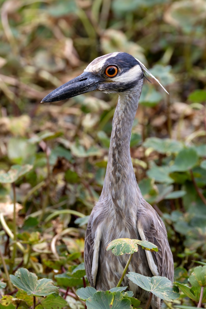 Yellow-crowned Night Heron - ML620652806