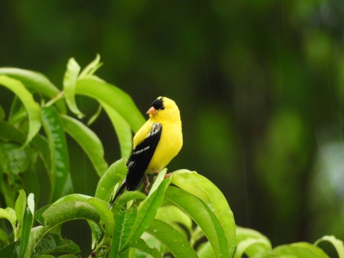 American Goldfinch - ML620652808