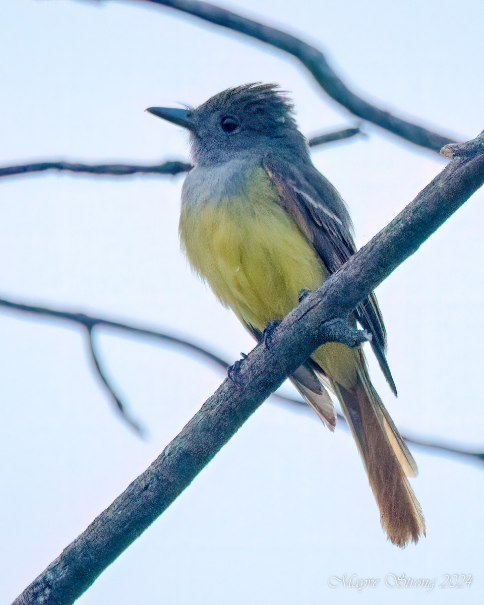 Great Crested Flycatcher - ML620652809