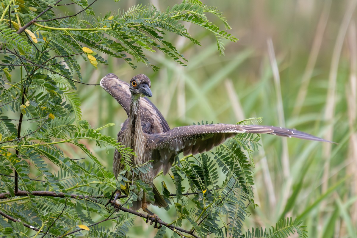 Yellow-crowned Night Heron - Daniel Griffith