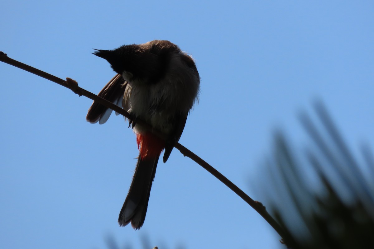 bulbul červenouchý - ML620652814