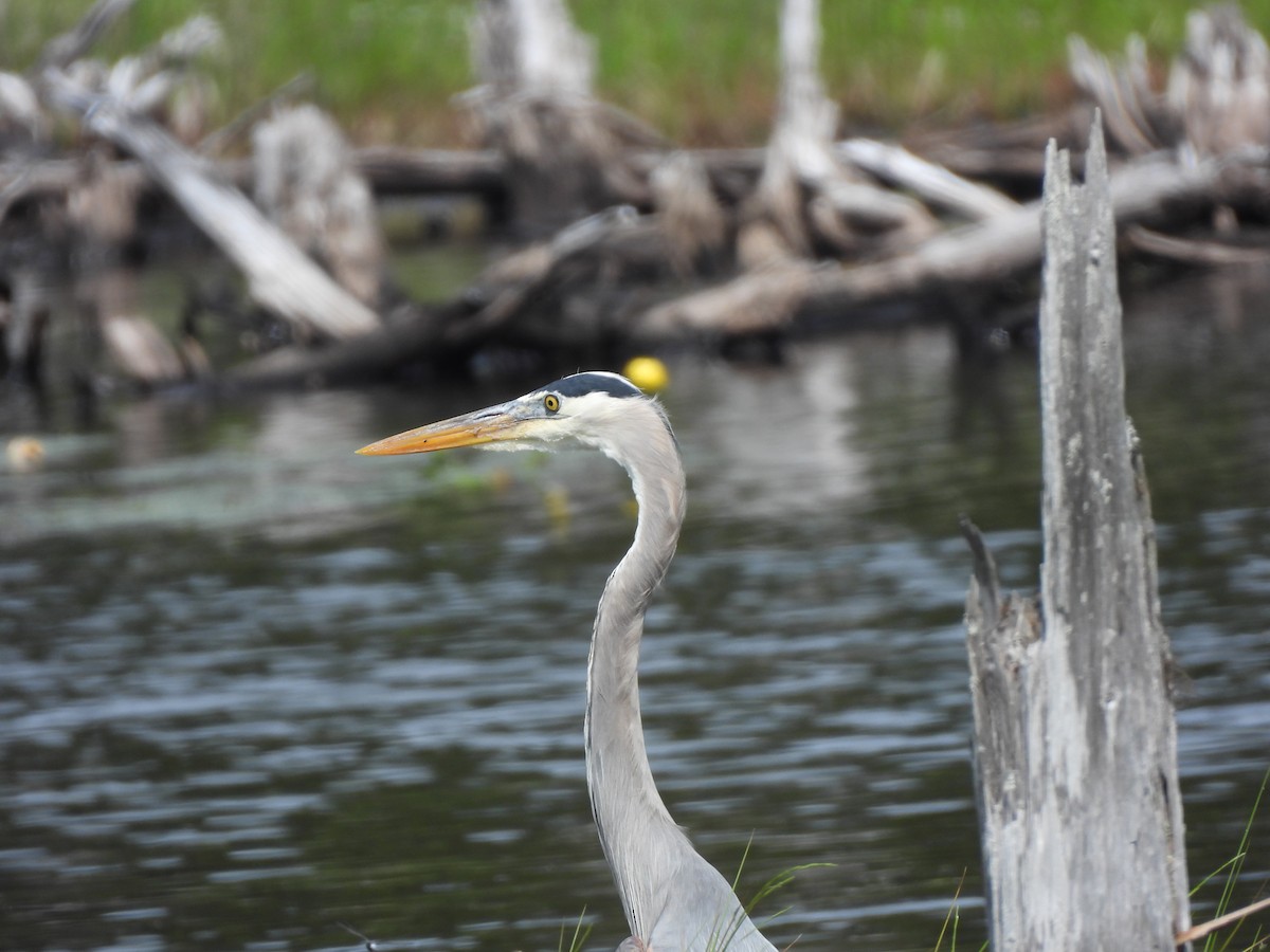 Great Blue Heron - ML620652816