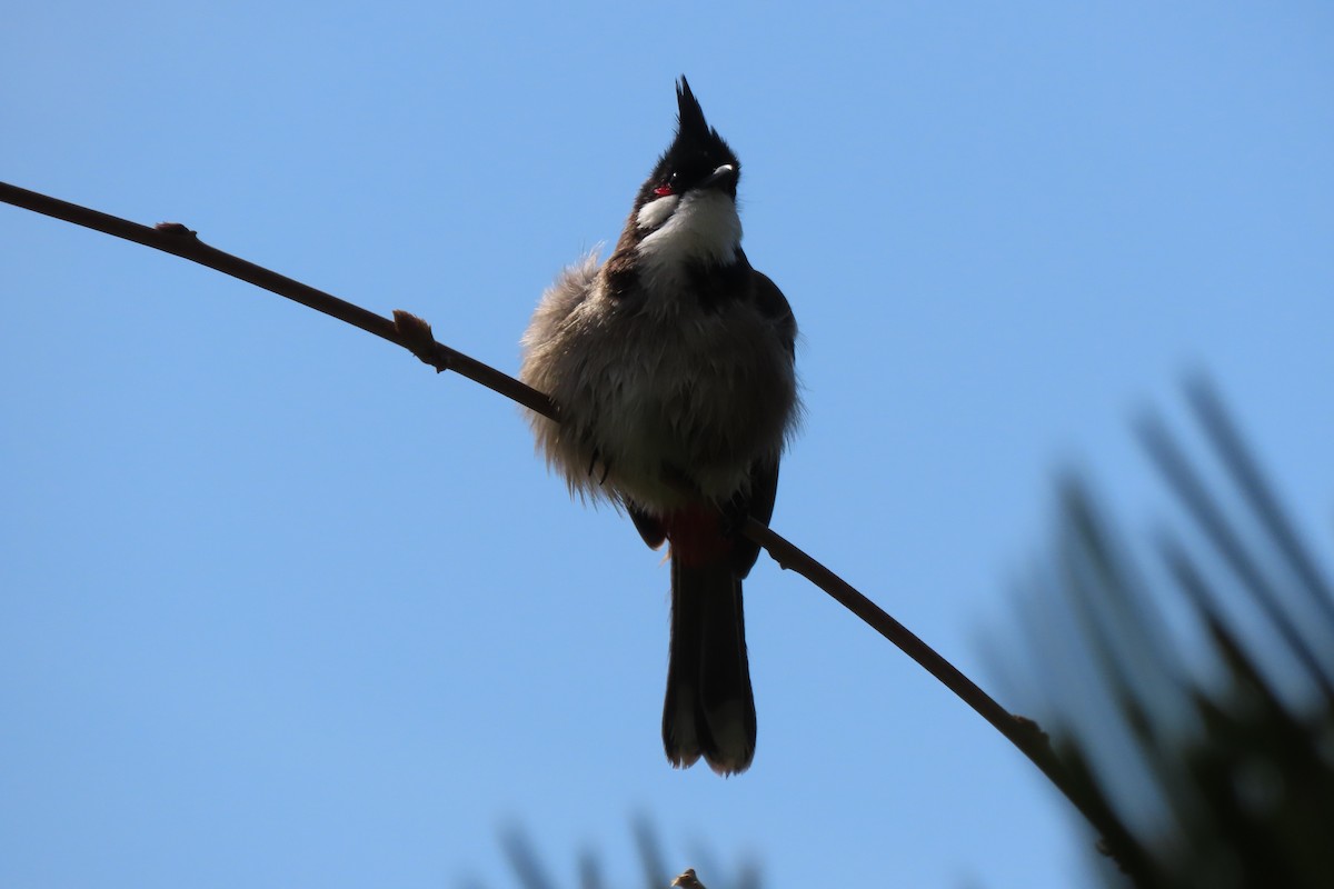 Red-whiskered Bulbul - ML620652817