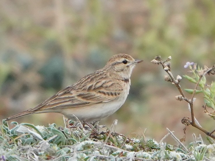 Greater Short-toed Lark - ML620652818