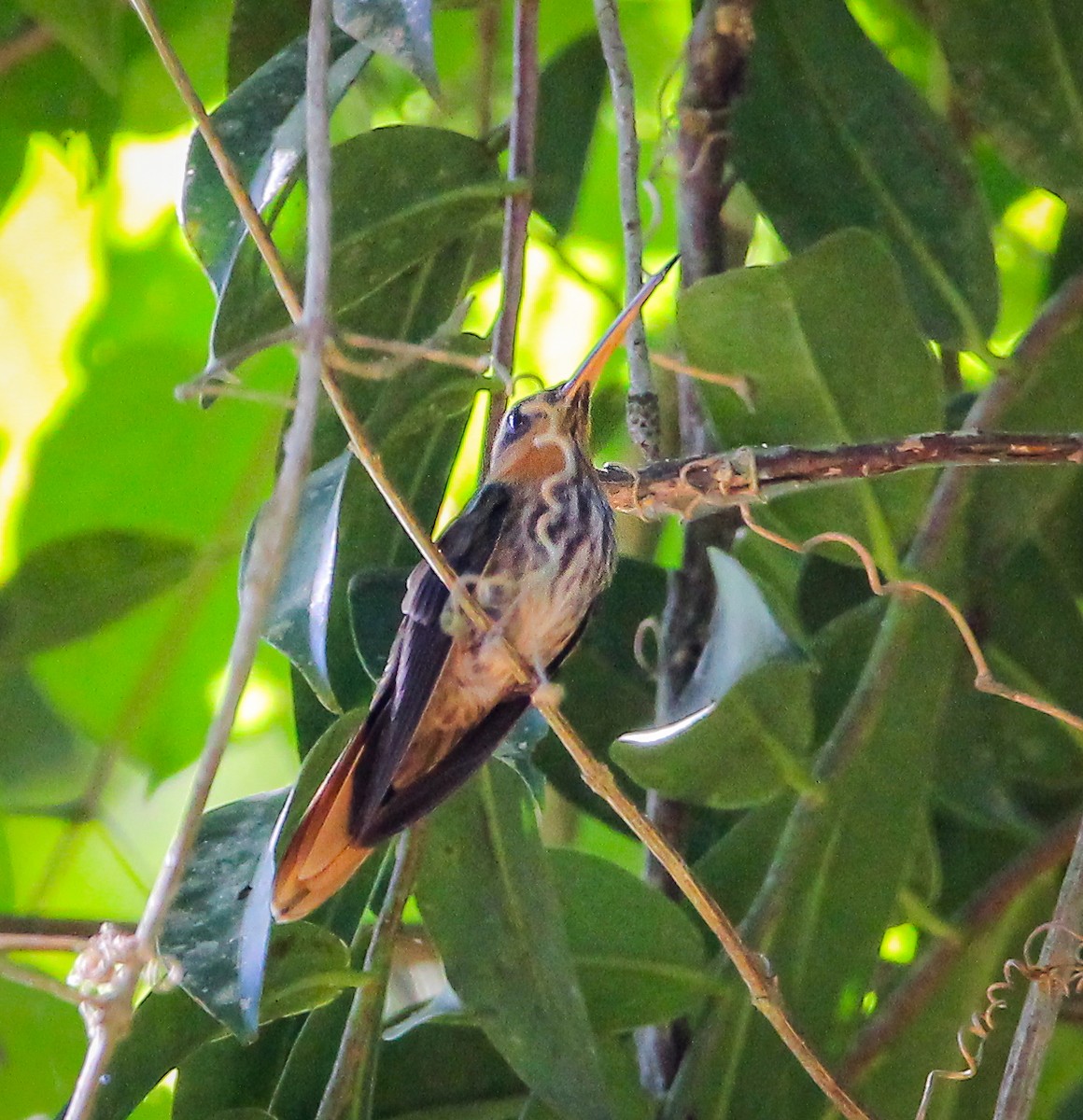 Saw-billed Hermit - ML620652819