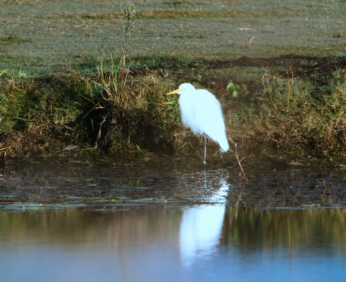 Plumed Egret - ML620652820