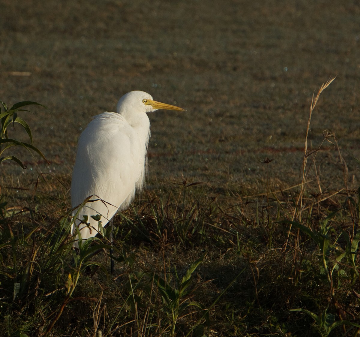 Plumed Egret - ML620652821