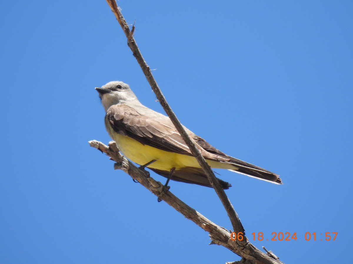 Western Kingbird - ML620652823