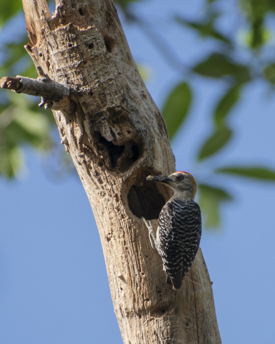 Red-crowned Woodpecker - ML620652824