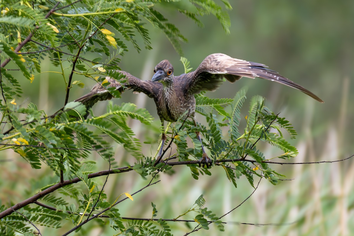 Yellow-crowned Night Heron - ML620652827