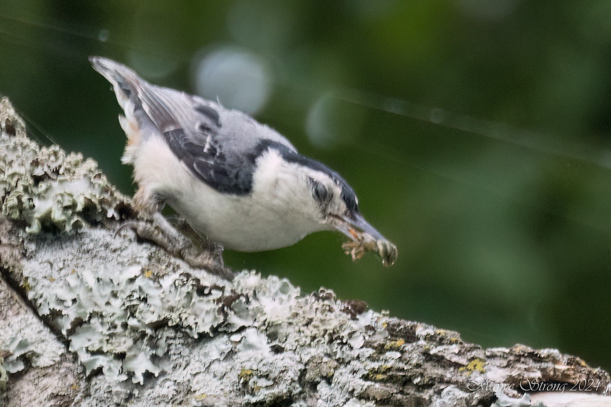 White-breasted Nuthatch - ML620652828