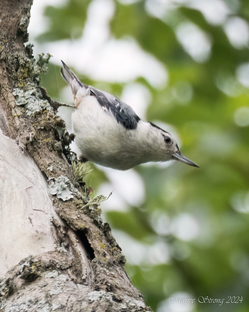 White-breasted Nuthatch - ML620652829