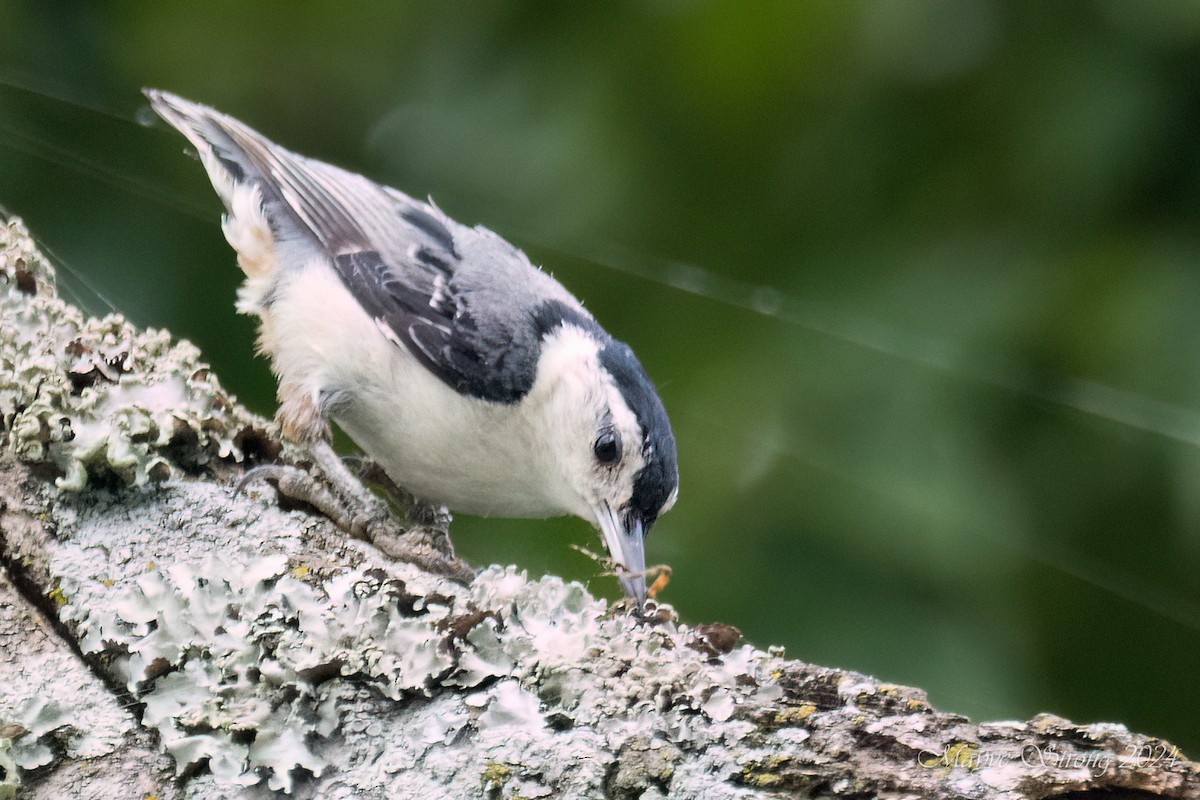 White-breasted Nuthatch - ML620652830