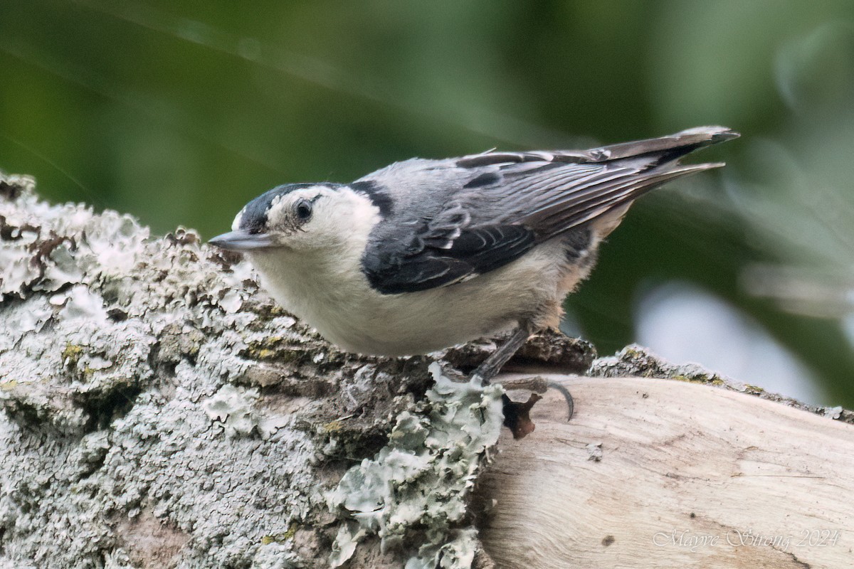 White-breasted Nuthatch - ML620652831